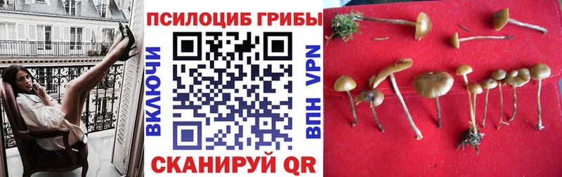Псилоцибиновые грибы мицелий  где купить наркоту  Копейск 
